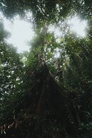 Sinharaja Forest Gate