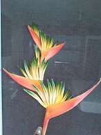 Gecko Lodge Fiji Private Hotel