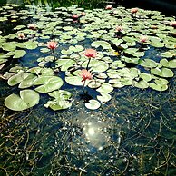 La Rosa dei Trulli B&B