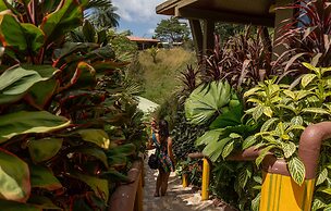 Jacamar Corcovado Drake Day
