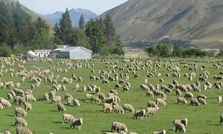 Dunstan Downs High Country Sheep Station