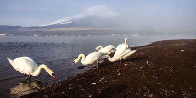 Yamanakako Pension Pause