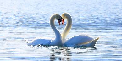 Yamanakako Pension Pause