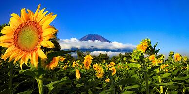 Yamanakako Pension Pause