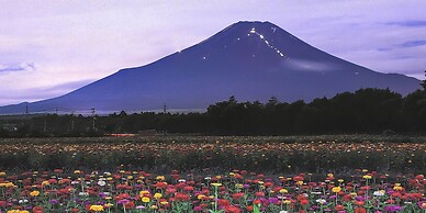 Yamanakako Pension Pause