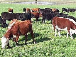 Estancia Renacimiento