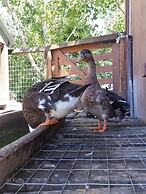 Estancia Renacimiento