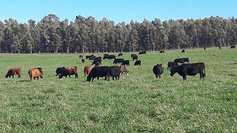 Estancia Renacimiento