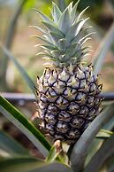 Eco Granja Sostenible Don Lolo