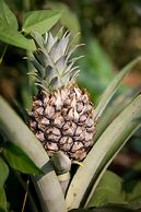 Eco Granja Sostenible Don Lolo