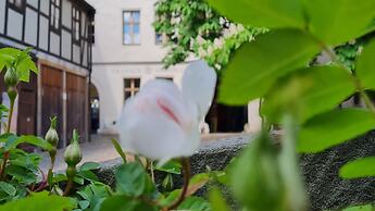 Cranach Herberge