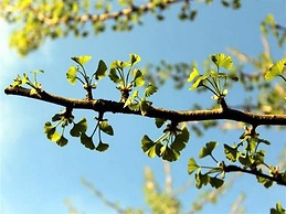 Hotel zum Ginkgobaum