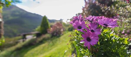 El Bosque de las Viñas