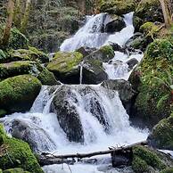 El Bosque de las Viñas