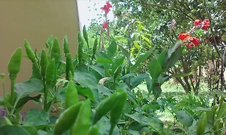 Sokhon Home Stay - Adults Only - Hostel