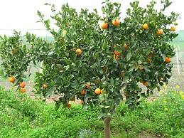 Agriturismo Baglio Donna Santa