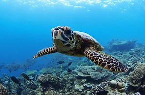 Sandy Heaven Maldives