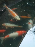 Pride Rock Accommodation