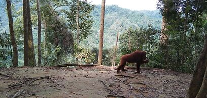 Green Forest Tangkahan