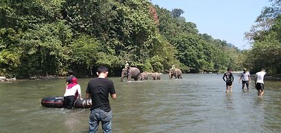 Green Forest Tangkahan