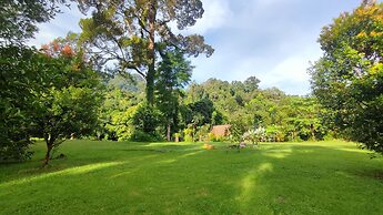 Green Forest Tangkahan