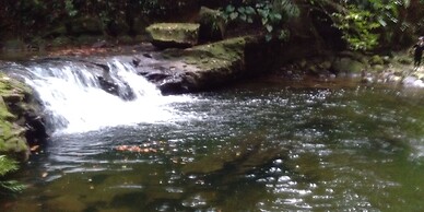 Green Forest Tangkahan