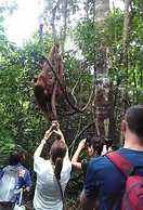 Green Forest Tangkahan