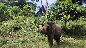 Green Forest Tangkahan