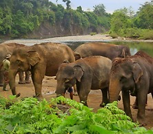 Green Forest Tangkahan