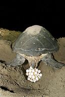 Seagulls Beach & Garden Cabanas