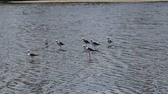 Seagulls Beach & Garden Cabanas