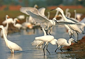 Seagulls Beach & Garden Cabanas