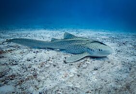 Kuredhivaru Resort & Spa Maldives