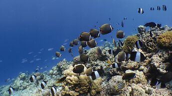 Kuredhivaru Resort & Spa Maldives