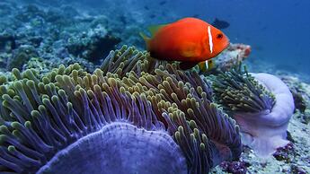 Kuredhivaru Resort & Spa Maldives