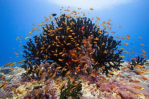 Kuredhivaru Resort & Spa Maldives