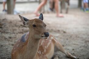 bnb+ Sarasa Nara - Hostel