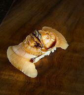 Real Select at the Ritz Carlton Residences, Waikiki Beach