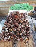 Cottage complex Ozerny Bereg