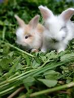 River Walk Urban Camping House