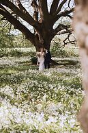 Plas Dinas Country House