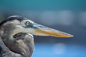 Blu Galapagos Sustainable Waterfront Lodge