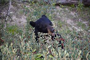 Johnston Canyon Lodge and Bungalows