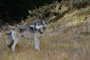 Johnston Canyon Lodge and Bungalows