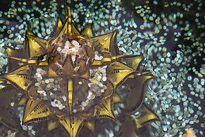 Le Meridien Chiang Rai Resort, Thailand