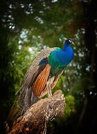 Grand Bavaro Princess - All Inclusive