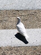 Starlight Lodge North Conway