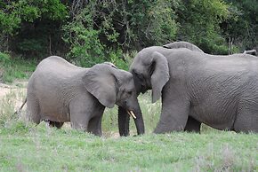 Thornybush Game Lodge
