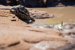 Thornybush Game Lodge
