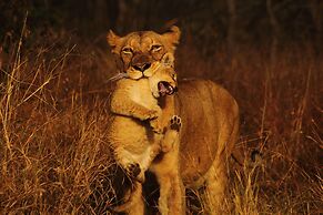 Thornybush Game Lodge